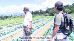 The Strawberry Farm Of Ilocos