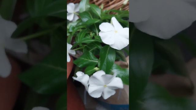 Цветок катарантус (барвинок) - восхитителен! 🌺💐