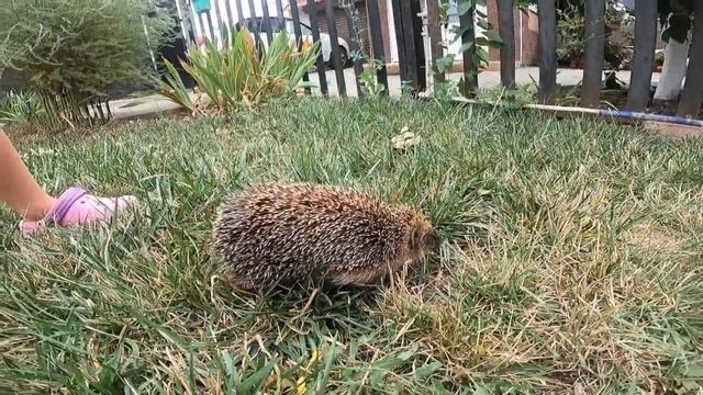 Нашли ежика! В мире животных у нас дома смотреть онлайн