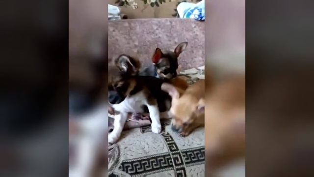 КРАСИВЫЕ ДЕТКИ ЧИХУАХУА ПРЕДЛАГАЮТСЯ.ПО ВОПРОСАМ ЗВОНИТЬ ПО ТЕЛЕФОНУ +79787510831. смотреть онлайн