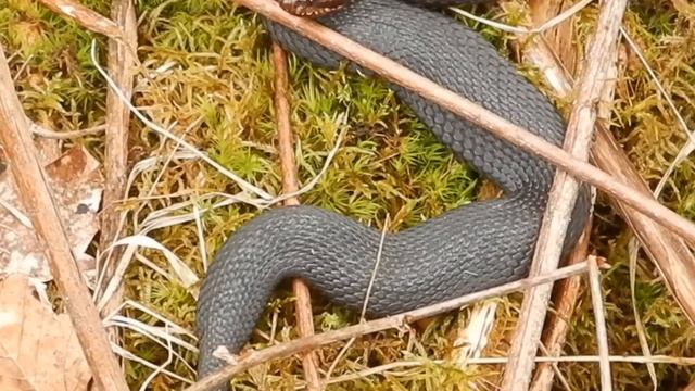 Гадюка звичайна чорна. смотреть онлайн