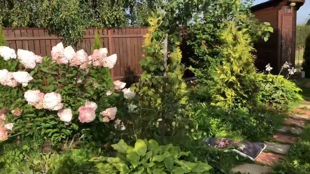 Клумба с роскошной гортензией Ванилла Фрейз и хвойными растениями. Потрясающая и сияющая!?? смотреть онлайн