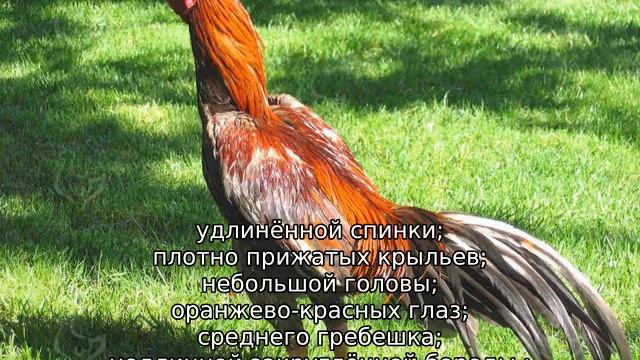 Карликовые куры