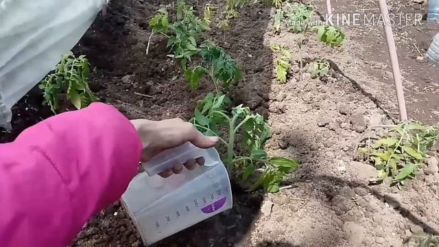 ДРОЖЖЕВАЯ ПОДКОРМКА ТОМАТОВ, ПЕРЦЕВ, ОГУРЦОВ И ВСЕ КУЛЬТУРЫ.