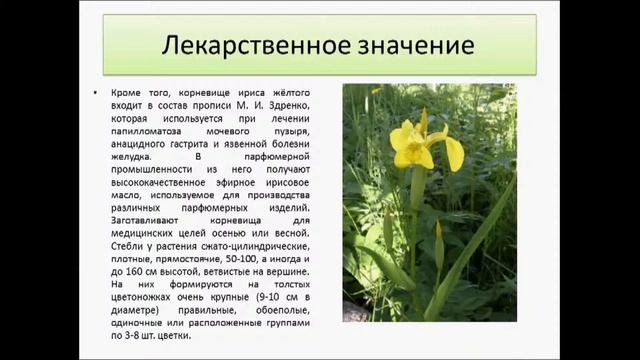 Ирис жёлтый, касатик