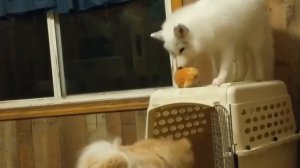 Как смеётся домашняя лиса