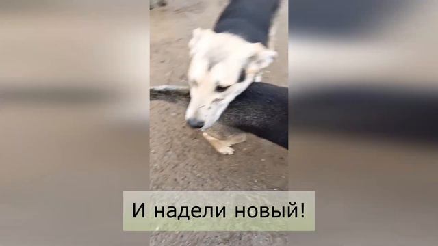 ВКУСНЯШКИ И СОБАКИ ИЗ ПРИЮТА. Как вкусняшки помогают наладить контакт с приютскими собаками
