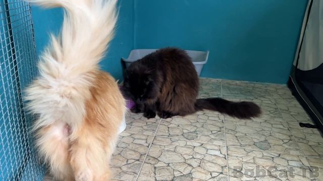 У МЕЙН-КУНА рассосались КОТЯТА во время беременности / Аборт у кошки смотреть онлайн