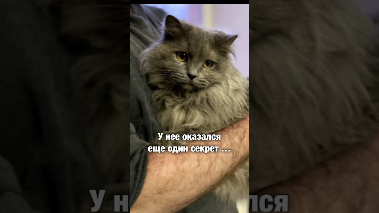 Кошка с секретом
