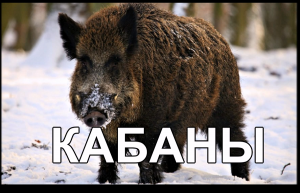 КАБАНЫ В РЕПИНО
