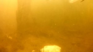 Корвалол  ЛИНЬ и Огромные  КАРАСИ Реакция Рыбы | Подводные Съемки #5