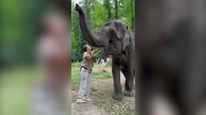 Волонтеры помогают ухаживать за слонами, которых привезли на лето в Сочи