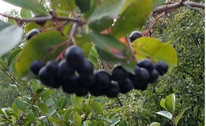 Черноплодная РЯБИНА. Варенье и ВИНО!.mkv