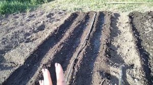 Как сажать горох без опоры