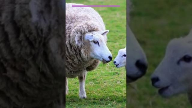 змея укусила одну из моих овец Ilan quzunu birini dişlədi смотреть онлайн