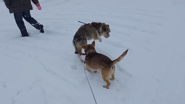 26 января 2022 г.БУСЯ С КУСАКОЙ. КУДА ДЕЛСЯ ТУЗЯШ? @семьягевондян смотреть онлайн