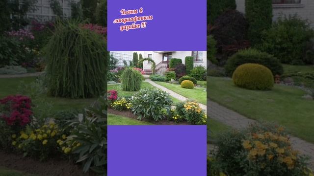 Хосты в ландшафтном дизайне!!! смотреть онлайн