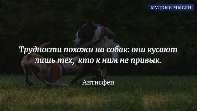Мудрые Слова и Мудрые Советы. Шкатулка Мудрости