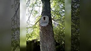 Как живут пчёлы в природе ,в липе .
