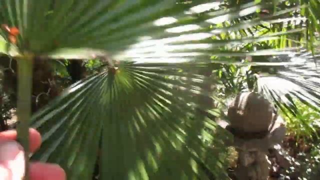 Chamaerops humilis & Trachycarpus fortunei Palm frond comparison