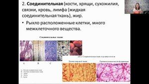 Анатомия. Ткани человека