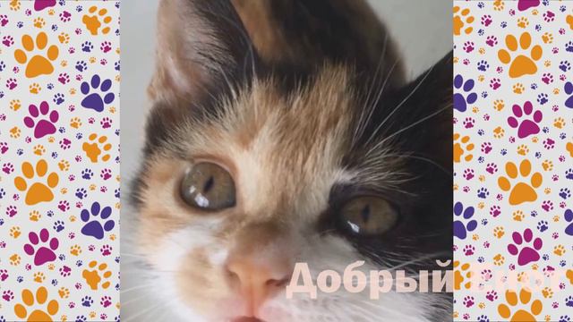 ЭТО ВИДЕО ЗАСТАВИТ ВАС ПЛАКАТЬ | ХОРОШИЕ ПОСТУПКИ ЛЮДЕЙ | ЛЮДИ СПАСАЮТ ЖИВОТНЫХ # 34 смотреть онлайн