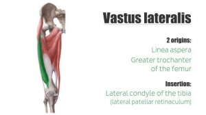 Quadriceps Femoris Muscle - Origin, Insertion and Function - Human Anatomy | Kenhub