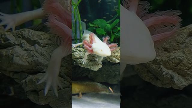 Axolotl White Albino | Axolotl Việt Nam