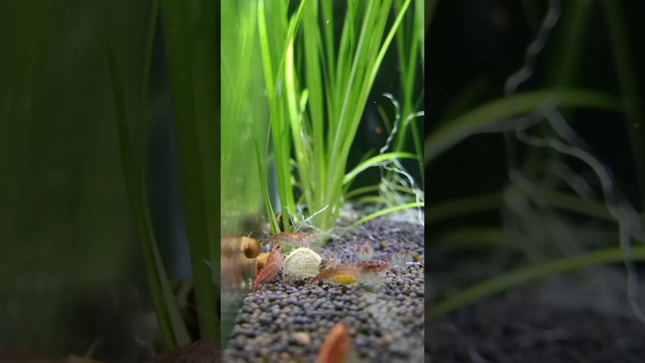 Беременные креветки на обеде. смотреть онлайн