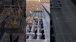 В чем носить р9 и какие транспортные кассеты используем мы на фабрике растений Никитенко?