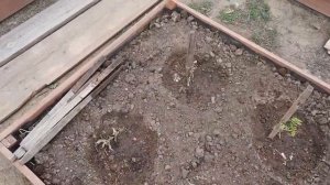 Решили мы посадить рассаду баклажан, томатов и перцев в грядки. Но что-то пошло не так.