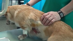 Травма грудной клетки пневмоторакс у собаки