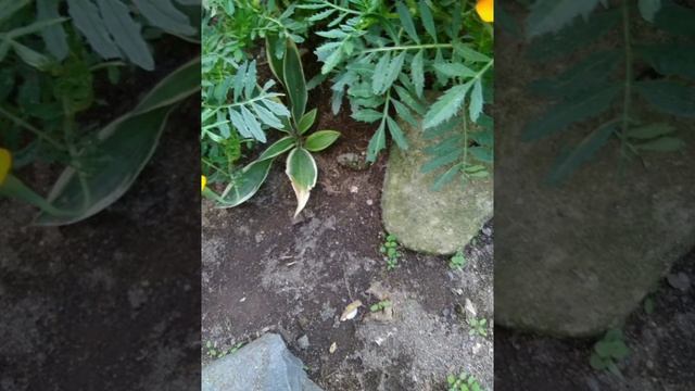 Абхазия, п. Цандрыпш, ул. Чанба 9. 11 сентября 2020 г. смотреть онлайн