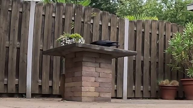 СОРОКА ЛОКИ СВОЁ НЕ УПУСТИТ? #птицы #врановые #ворона #сорока #кормушка #наблюдение смотреть онлайн