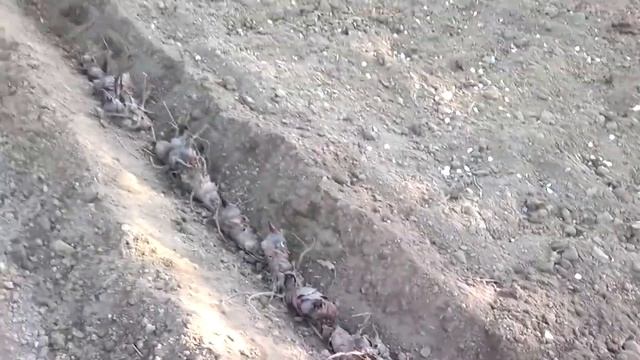 Канны...Весенняя посадка.