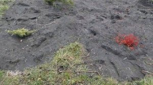 Миксбордер. Идеи для участка. Начало формирования моего миксбордера.