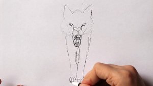 Как нарисовать Волка