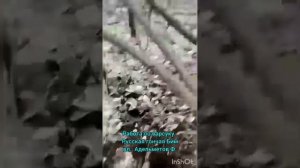 Работа по барсуку .Русская гончая Бимвл.  Адельметов Ф.