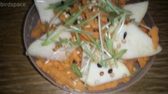 Как Научить Кушать НОВУЮ ЕДУ Попугая. ПРИУЧАЕМ Кушать новую еду. КОРМЛЕНИЕ ПОПУГАЯ