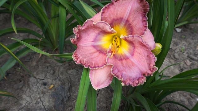 Лилейник KATRINA HEROES смотреть онлайн