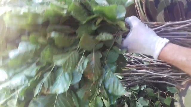 Делаем ольховый веник для русской бани смотреть онлайн