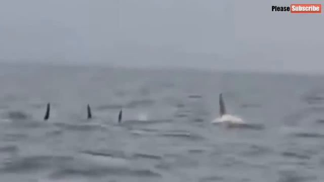 БЕЛАЯ КАСАТКА АЛЬБИНОС смотреть онлайн