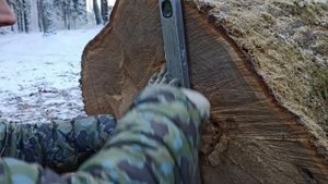 Добыча дуба бензопилой Stihl MS 661. Mining oak with the chainsaw Stihl MS 661