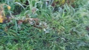 Как СКОСИТЬ КАРТОФЕЛЬНУЮ ботву ТРИММЕРОМ!? Быстро , Чисто И легко! Огород в ДЕРЕВНЕ 2023!