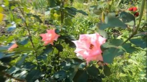 Розовые розы. Сорт розы Супер Стар.