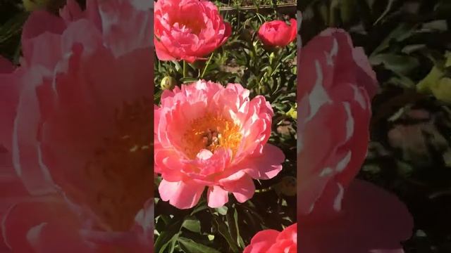 Пион Корал Сансет(Paeonia Coral Sunset)