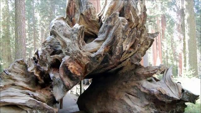 САМОЕ БОЛЬШОЕ ДЕРЕВО В МИРЕ | РЕЙТИНГ ТОП-10 смотреть онлайн