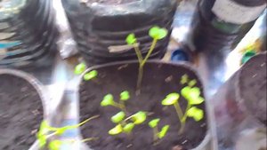 Как вырастить редиску в домашних условиях на подоконнике?