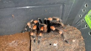 Что ест паук - птицеед? Сколько птиц съедает за раз?