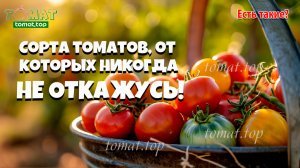 Сорта томатов, от которых никогда НЕ ОТКАЖУСЬ! Выращиваю каждый сезон! Есть ли такие сорта?